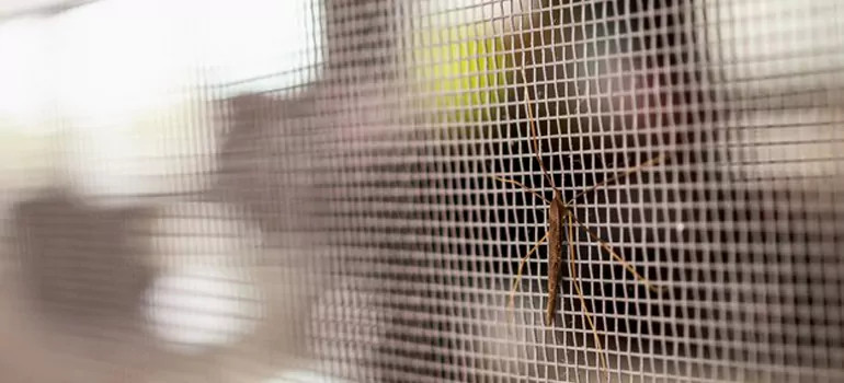 Repair Mosquito Mesh For Windows in Brownsville, FL